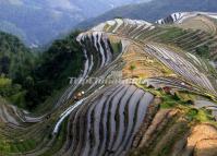 Incredible Picture of Longsheng Rice Terraced Field with Water 