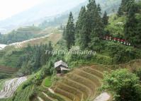 Longji Rice Terraces China 