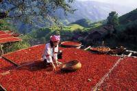 Chili at Longji Rice Terraces Longsheng 