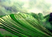 Longji Rice Terraces Spring 
