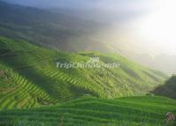 Longsheng Rice Terraces in Summer