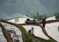 People Working in Longsheng Rice Terraces
