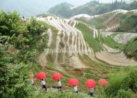 Longsheng Rice Terraces With Water Picture