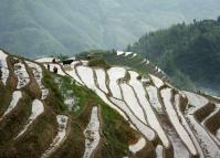Longji Rice Terraces China in June