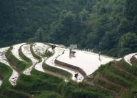 Longsheng Rice Terraces China in May