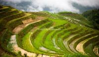 Longji Terraced Fields - Another Landscape of Guilin