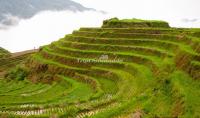 Longji Terraced Fields - Another Landscape of Guilin