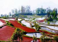 The Red Rice Terraces at Longshuba