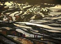 Longshuba Rice Terraces Yuanyang County 