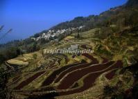 Beautiful Longshuba Rice Terraces Yuanyang 