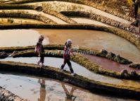 People Walk in Longshuba Rice Terraces