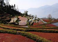 Rice Terraces at Longshuba Village