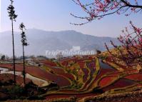 Yuanyang Longshuba Rice Terraces 