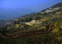 Rice Terraces at Longshuba Village