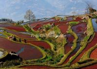 Longshuba Rice Terraces Yuanyang 