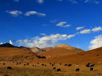 The Yaks in Mount Haizi 