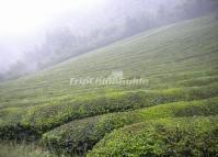 The Tea Plantation in Mount Jingting 
