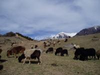 Mount Siguniang