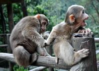 Emei Mountains Monkeys