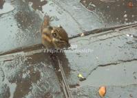 Emei Mountain Squirrel Sichuan