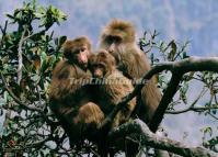 Mt. Emei Lovely Monkey Chengdu