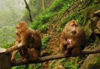 Emei Mountain Monkeys China