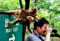 Naughty Monkeys at Mount Emei Chengdu