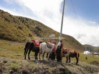 The Horses for Rent in Mugetso Scenic Area