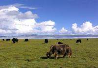 Animals at Namtso Lake Lhasa 