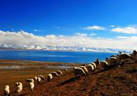 Sheeps Eating at Namtso Lake Lhasa 