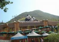 Ocean Park Pandas