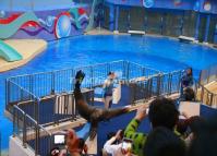 Ocean Park Show Hong Kong