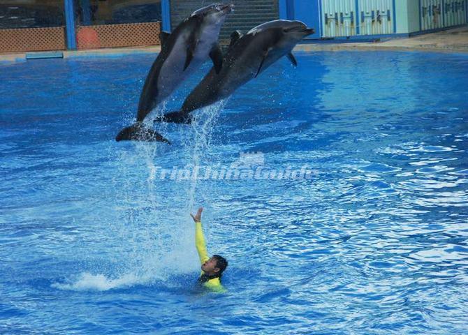 Ocean Park Smart Dolphins Hong Kong