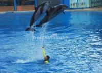 Ocean Park Smart Dolphins Hong Kong 