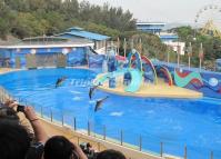 Ocean Park Dolphin Show