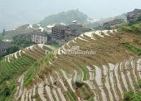 Longji Terraced Rice Fields Water