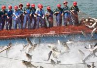 Qiaodao Lake Fishing Scenery Hangzhou