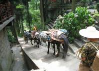 Horses At Mount Qingcheng China