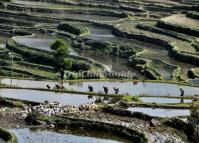 Qingkou Hani Ethnic Village Rice Terraces