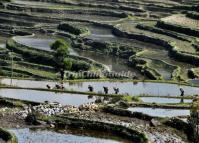 Qingkou Hani Ethnic Village Rice Terraces