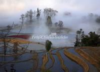 Qingkou Rice Terraces Image