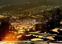 Qingkou Rice Terraces Morning