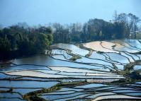 Qingkou Hani Rice Terraces