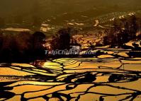 Qingkou Rice Terraces at Yunnan