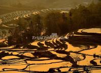 Yunnan Qingkou Rice Terraces