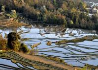 Qingkou Rice Terraces at Yuanyang 