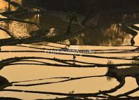 Qingkou Rice Terraces in China 