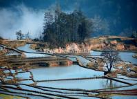 Flooded Qingkou Rice Terraces