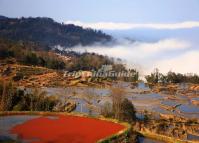 Beautiful Qingkou Rice Terraces