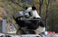 Qinling Mountains Giant Panda